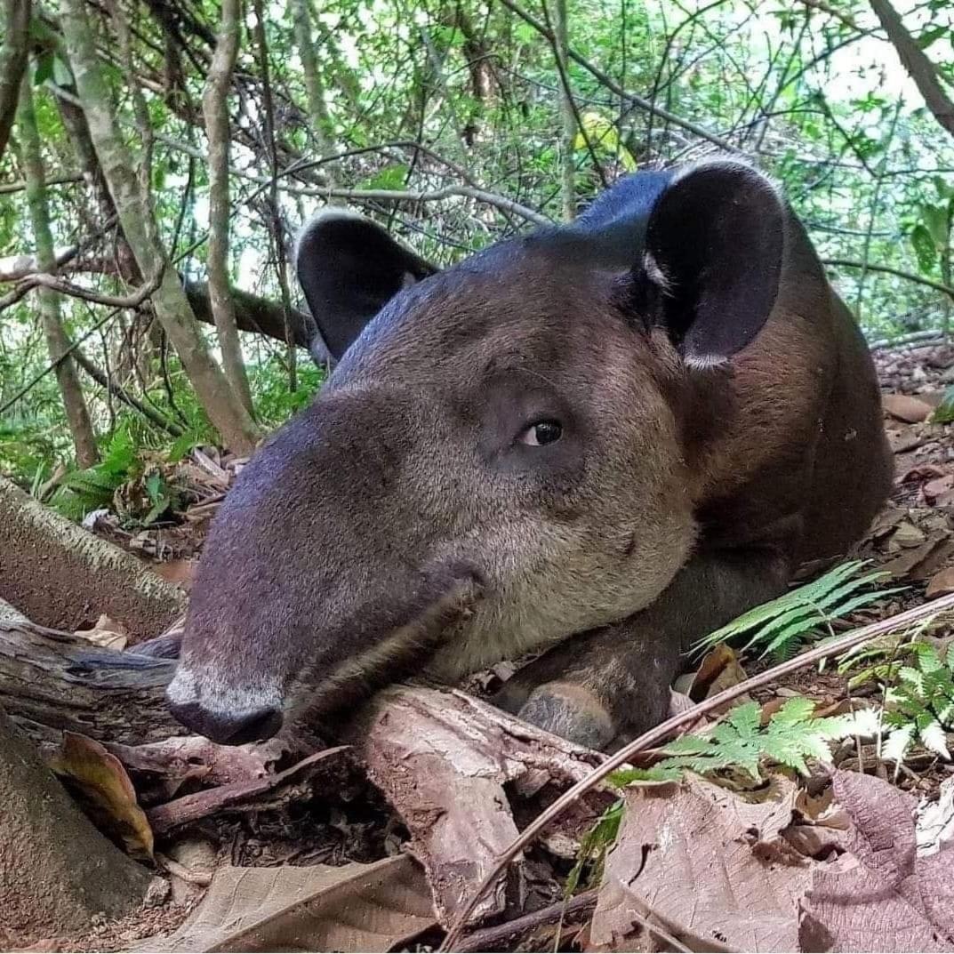 بيت شباب Corcovado Adventures Drakes Bay المظهر الخارجي الصورة