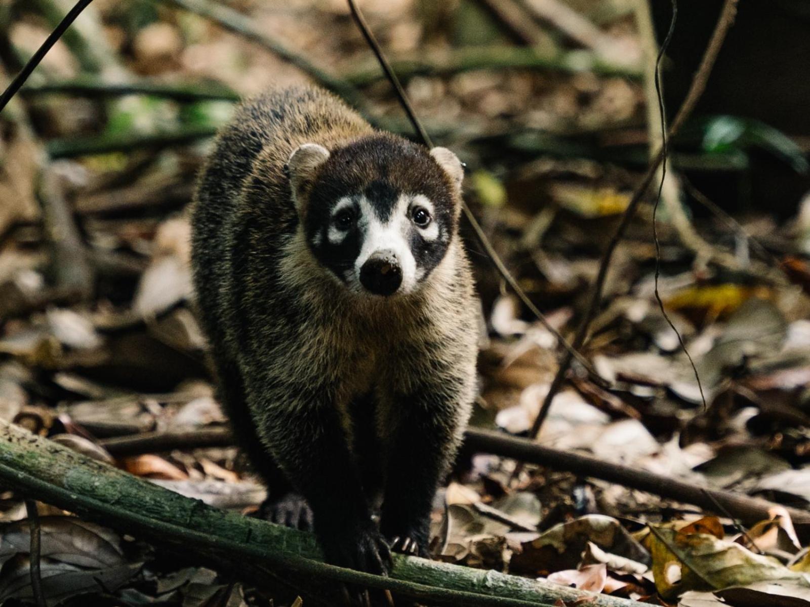 بيت شباب Corcovado Adventures Drakes Bay المظهر الخارجي الصورة