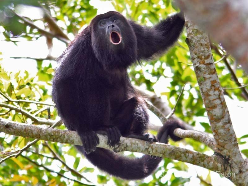 بيت شباب Corcovado Adventures Drakes Bay المظهر الخارجي الصورة